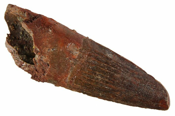 Spinosaurus Tooth - Real Dinosaur Tooth #163779